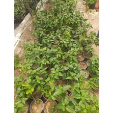 Kızılay/kanayan Kalpler 30-40CM 1ADET Saksılı
