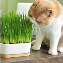 Arven ToysDoğal Kedi Çimi (Tüy Yumağı Önleyici) + Avokado Kedi Çimi Kedi Oyuncağı