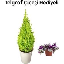 Limon Kokulu Salon Limon Çamı Sevgililer Gününe Özel Telgraf Hediyeli