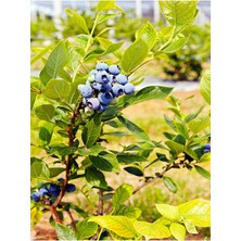 Videolu 1 Adet Lezzetli Yaban Mersini Fidanı 40-60 cm Tüplü Iç Mekan Bitkileri Blueberry