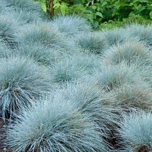 Mavi Yumak Süs Çimi