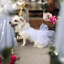 Kedi ve Köpek Gelinliği