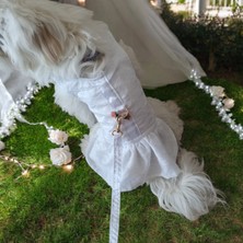 Kedi ve Köpek Gelinliği