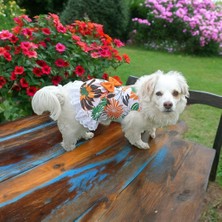 Kedi ve Köpek Elbisesi