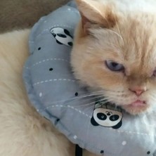Kedi ve Köpek Yakalığı Elizabeth Yakalık Ameliyat Sonrası Koruyucu Yakalık