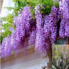 Sarmaşık Mor Salkım Ağacı Fidanı 60-80CM 1 Adet