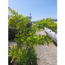 Sarmaşık Mor Salkım Ağacı Fidanı 60-80CM 1 Adet