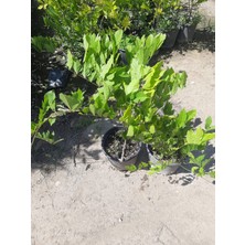 Sarmaşık Mor Salkım Ağacı Fidanı 60-80CM 1 Adet