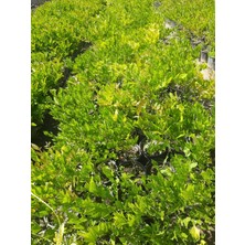 Sarmaşık Mor Salkım Ağacı Fidanı 60-80CM 1 Adet