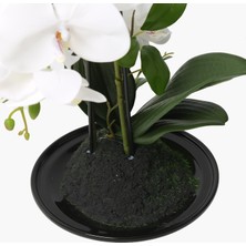  Saksılı Orkide Bitki Beyaz 32X15X34CM