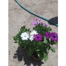 Bodrum Papatyası Pembe-Mor-Beyaz 20CM 3ADET