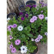 Bodrum Papatyası Pembe-Mor-Beyaz 20CM 3ADET