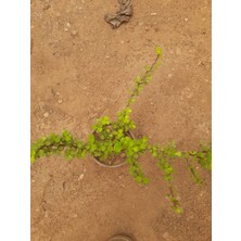 Para Çiçeği (Pachira Aquatica) 15-30CM 1 Adet