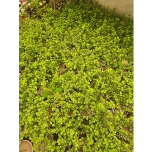 Para Çiçeği (Pachira Aquatica) 15-30CM 1 Adet