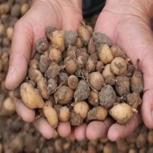 Tropikal Antalya Salep Tohumu 100 Adet