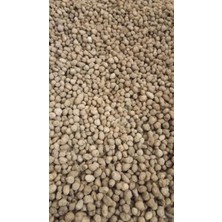 Tropikal Antalya Salep Tohumu 100 Adet