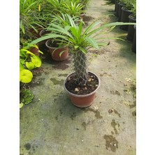 Madagasgar Palmiyesi 20-30CM 1 Adet