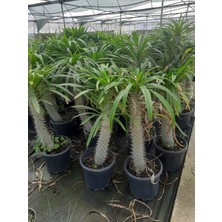 Madagasgar Palmiyesi 20-30CM 1 Adet
