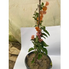 Turuncu Renk Boylu Begonvil 60-80CM 1 Adet Saksılı