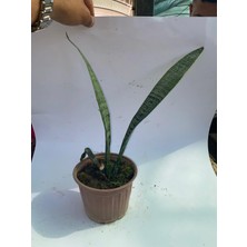 Tek Dikim Yeşil Kılıç 15-30CM 1 Adet