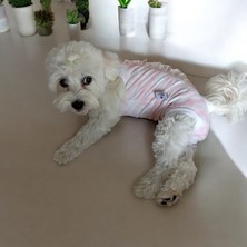 Dişi Köpek Periyod Külotu, Dişi Köpek Zıbın Külot
