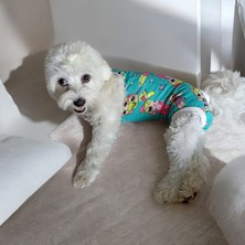 Dişi Köpek Periyod Külotu, Dişi Köpek Zıbın Külot