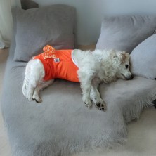 Dişi Köpek Periyod Külotu, Dişi Köpek Zıbın Külot