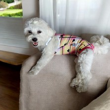 Dişi Köpek Periyod Külotu, Dişi Köpek Zıbın Külot
