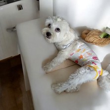 Dişi Köpek Periyod Külotu, Dişi Köpek Zıbın Külot