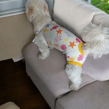 Dişi Köpek Periyod Külotu, Dişi Köpek Zıbın Külot