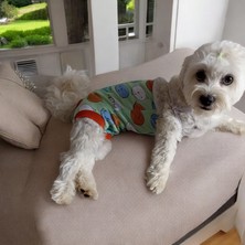 Dişi Köpek Periyod Külotu, Dişi Köpek Zıbın Külot
