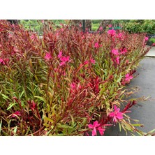 Gaura / Kelebek Çiçeği Fidanı Saksılı 40-60CM