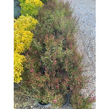 Gaura / Kelebek Çiçeği Fidanı Saksılı 40-60CM