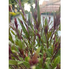 Gaura / Kelebek Çiçeği Fidanı Saksılı 40-60CM
