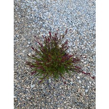 Gaura / Kelebek Çiçeği Fidanı Saksılı 40-60CM