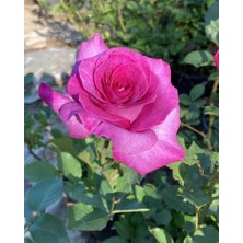 Yediveren Pembe Gül – Canlı Saksıda Gül Fidesi 40-60CM (Yaz Boyunca Çiçekli)
