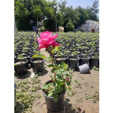 Yediveren Pembe Gül – Canlı Saksıda Gül Fidesi 40-60CM (Yaz Boyunca Çiçekli)