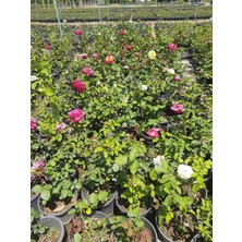 Yediveren Pembe Gül – Canlı Saksıda Gül Fidesi 40-60CM (Yaz Boyunca Çiçekli)