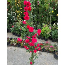 Sarmaşık Kırmızı Gül – Canlı Saksılı Tırmanıcı Gül Fidanı 80-160CM (Gösterişli / Bahçeye Uygun)