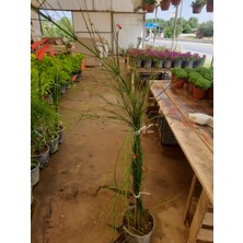 Kırmızı Mercan Çiçeği – Canlı Saksılı Sarkıcı Çiçekli Bitki 60-80CM  (Bol Çiçekli / Dış Mekâna Uygun)