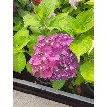 Ortanca Çiçeği – Canlı Saksılı Büyük Çiçek Başlı Bitki 30-40CM (Bahçe & Balkon Için)