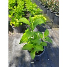 Ortanca Çiçeği – Canlı Saksılı Büyük Çiçek Başlı Bitki 30-40CM (Bahçe & Balkon Için)
