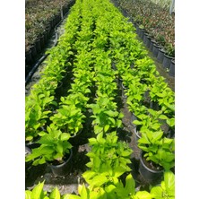 Ortanca Çiçeği – Canlı Saksılı Büyük Çiçek Başlı Bitki 30-40CM (Bahçe & Balkon Için)