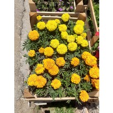 Sarı Kadife Çiçeği – Canlı Saksılı Yazlık Çiçekli Bitki Tüplü Torba 10 Adet 10-15CM (Böcek Uzaklaştırıcı / Bahçeye Uygun)