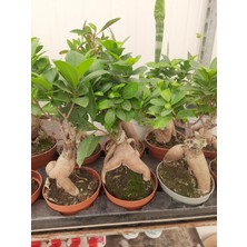 Bonsai – Canlı Saksılı Minyatür Ağacı 20-30CM (Iç Mekâna Uygun)