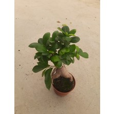 Bonsai – Canlı Saksılı Minyatür Ağacı 20-30CM (Iç Mekâna Uygun)