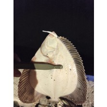 Major Craft Biobait I-Tail 2’’ 50MM 08 White Silver
