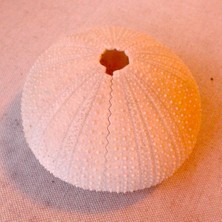 BYR Deniz Kestanesi Taraması, Nextengine Tarayıcı (Plastik Aparattır!!!)