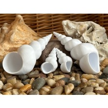 BYR Turritellid Deniz Kabuğu (Plastik Aparattır!!!)