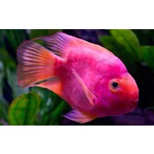 Pix Art Sanat Akvaryumdaki  Pembe Balık  Pixart Sanat  Elmas Mozaik Tablo Diamond Türkiye 80*52